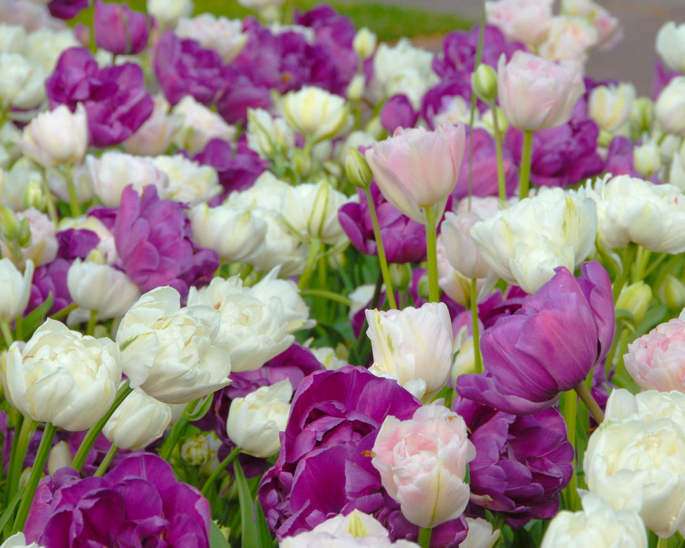 Tulip 'Mount Tacoma'