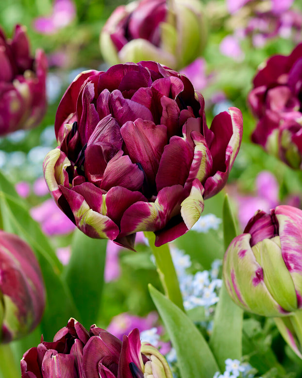 Tulip 'Mystery Dream'