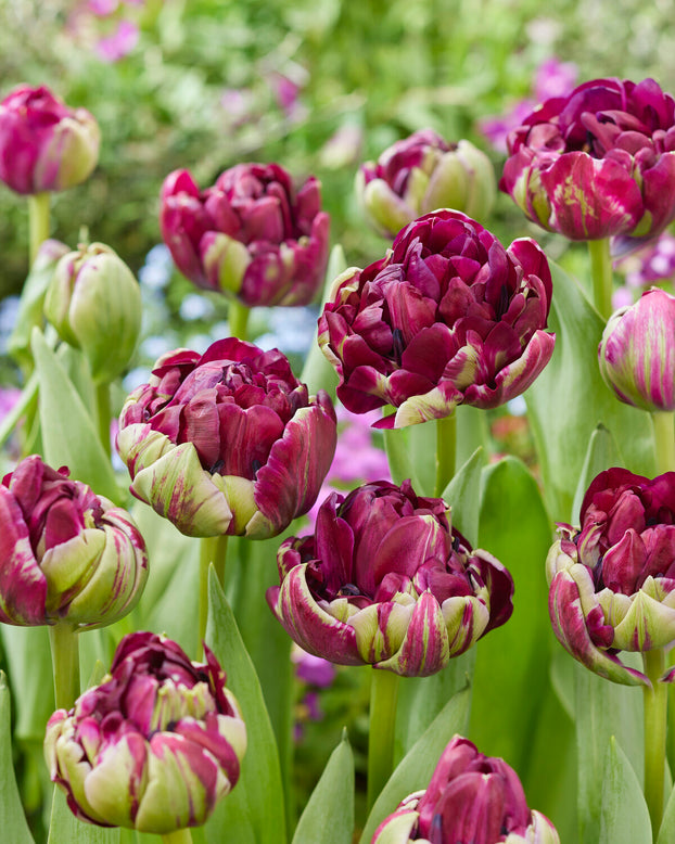 Tulip 'Mystery Dream'