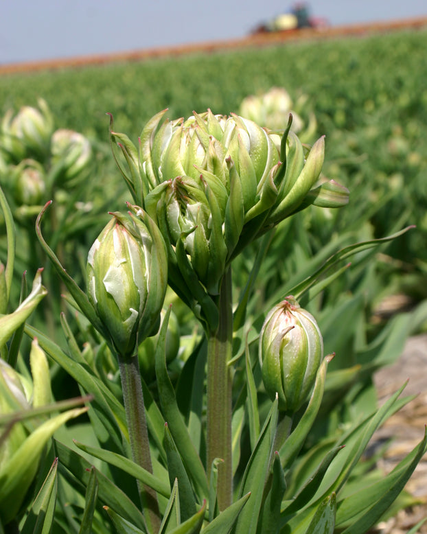 Tulip 'Mystery Valley'