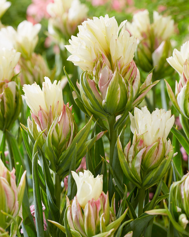 Tulip 'Mystery Valley'