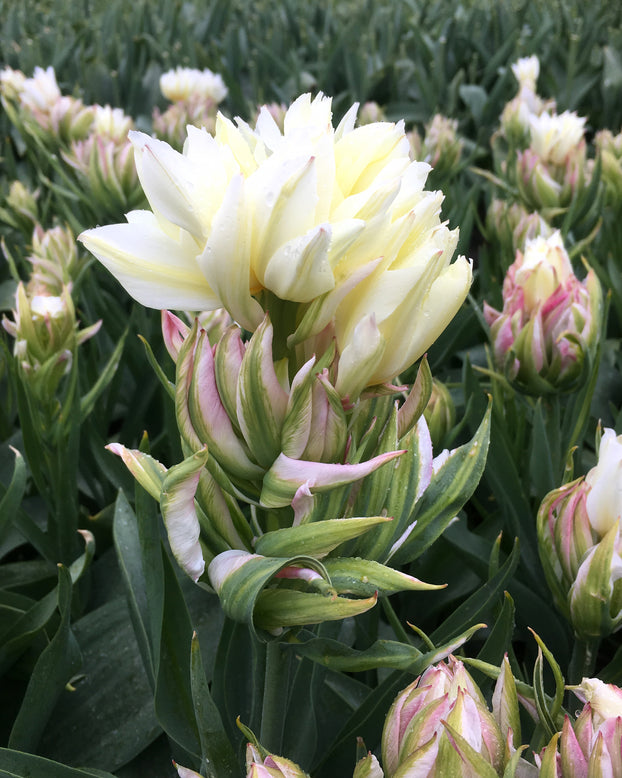 Tulip 'Mystery Valley'