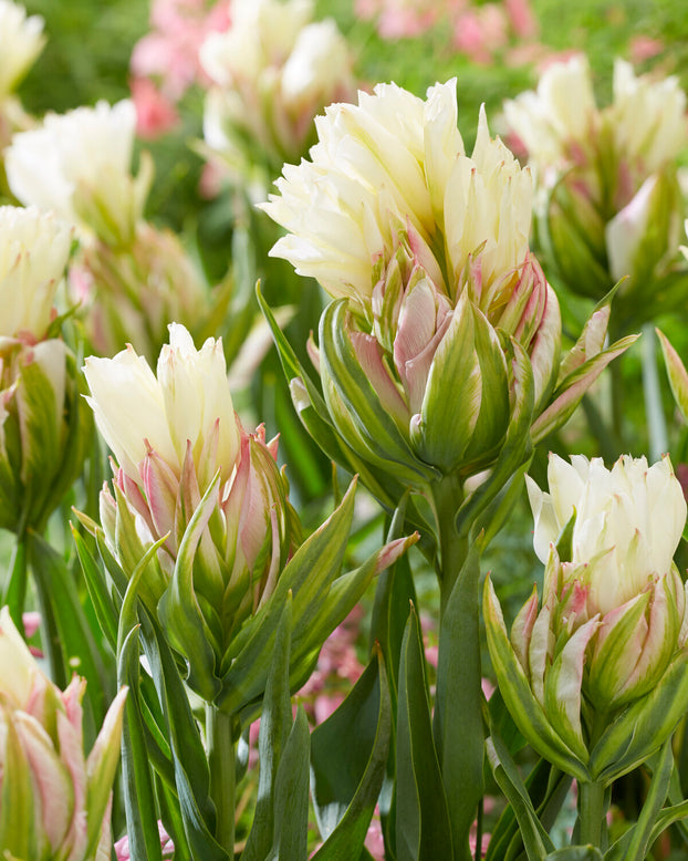 Tulip 'Mystery Valley'