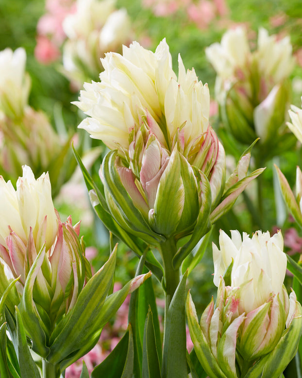 Tulip 'Mystery Valley'