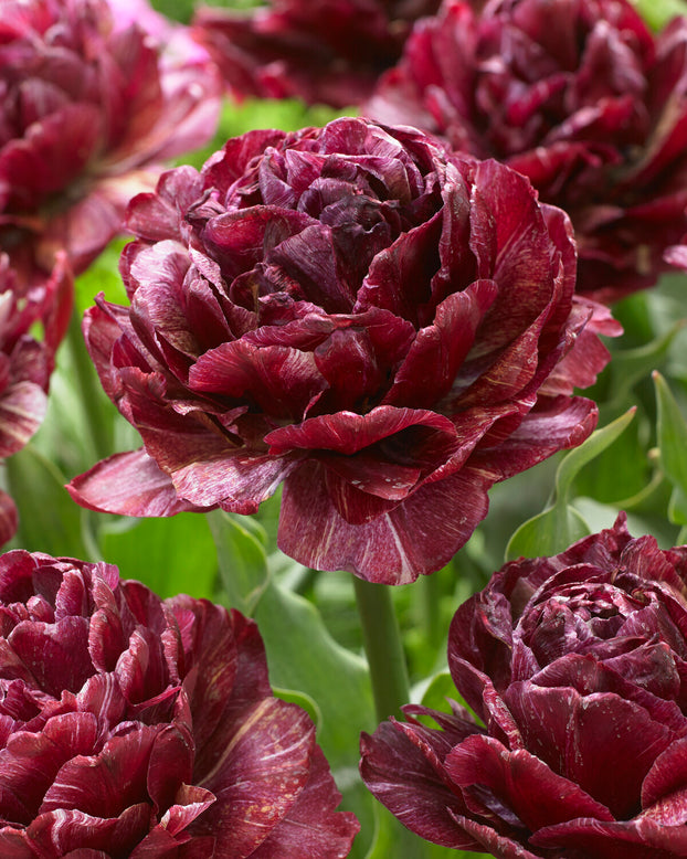 Tulip 'Nachtwacht'