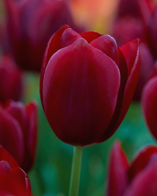 Tulip 'National Velvet'