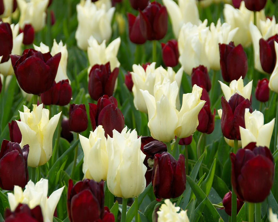 Tulip 'National Velvet'