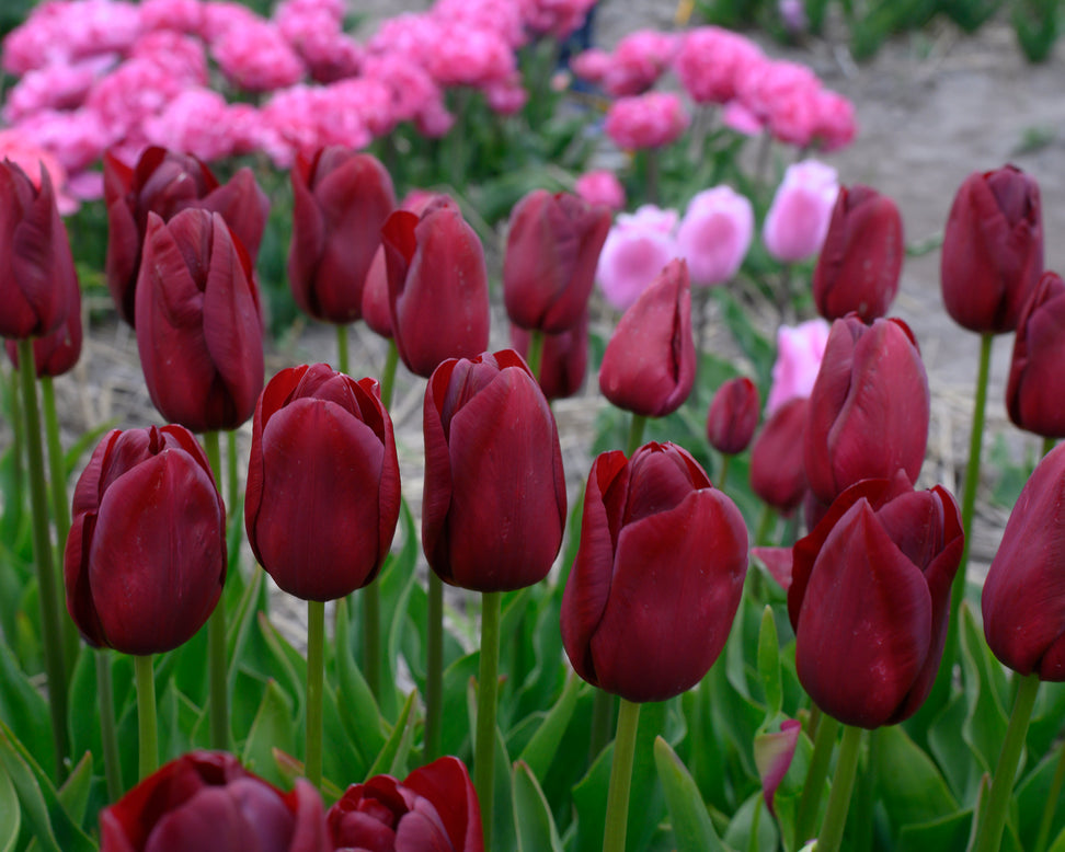 Tulip 'National Velvet'