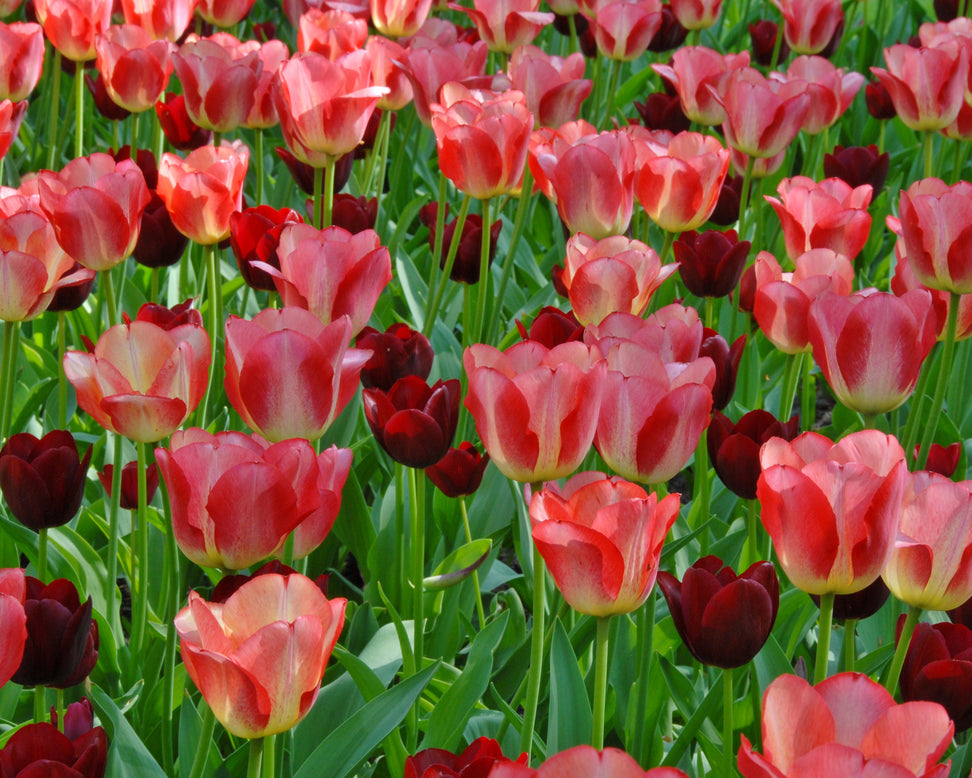 Tulip 'National Velvet'