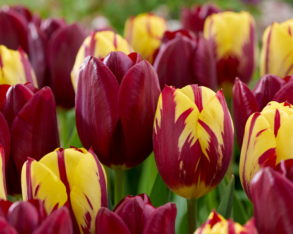 Tulip 'National Velvet'