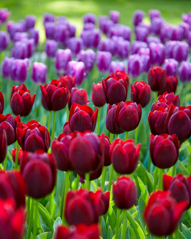 Tulip 'National Velvet'