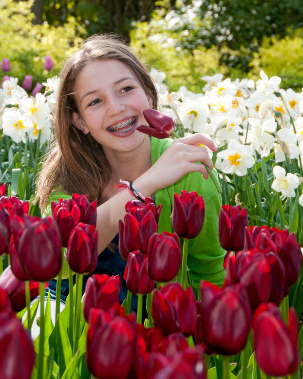 Tulip 'National Velvet'