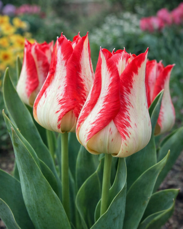 Tulip 'Nemo'