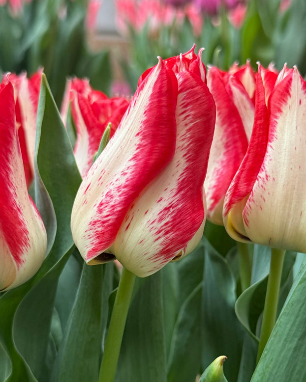 Tulip 'Nemo'