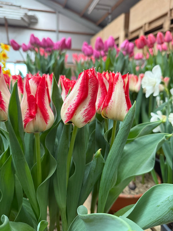 Tulip 'Nemo'