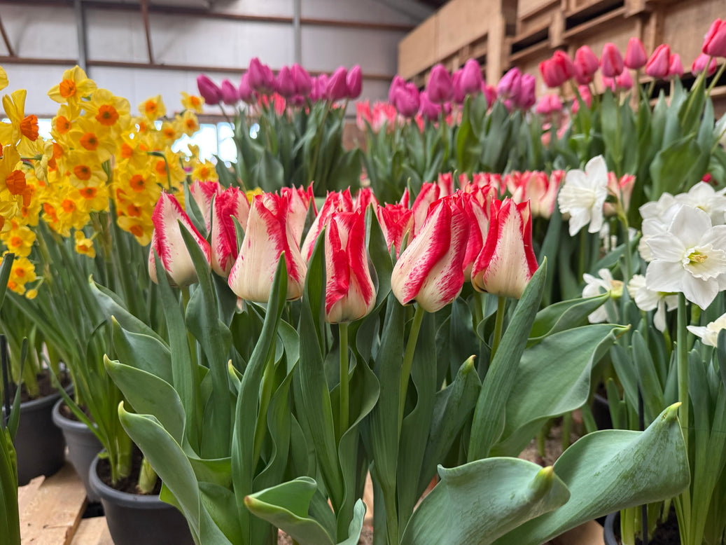 Tulip 'Nemo'