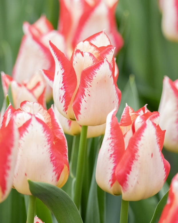 Tulip 'Nemo'