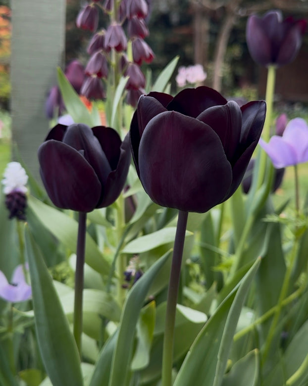 Tulip 'Nightmare'