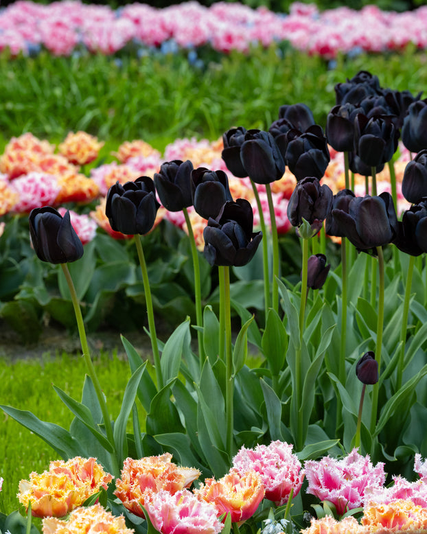 Tulip 'Nightwish'