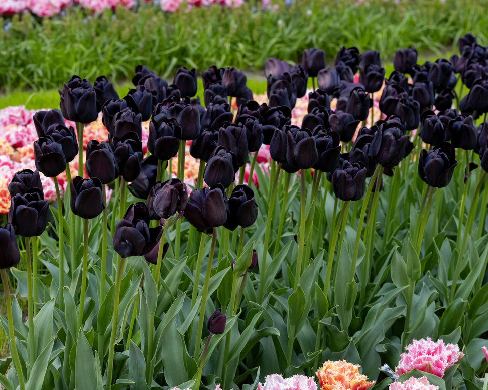 Tulip 'Nightwish'