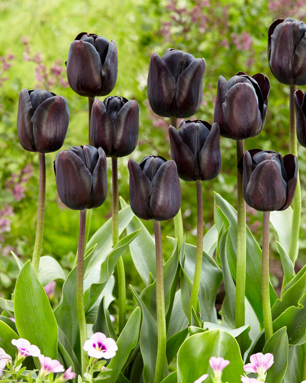 Tulip 'Nightwish'