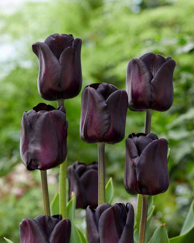 Tulip 'Nightwish'