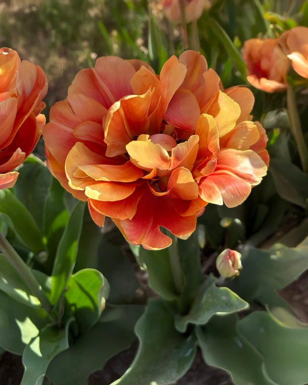 Tulip 'Oakheart'