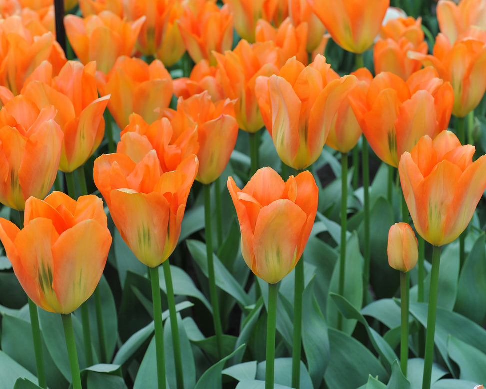 Tulip 'Orange Emperor'
