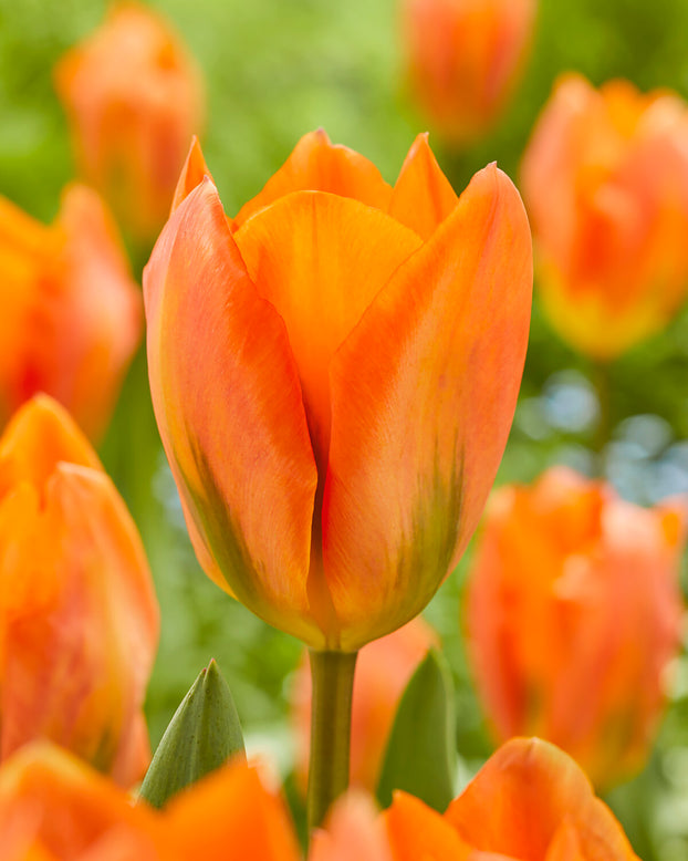 Tulip 'Orange Emperor'