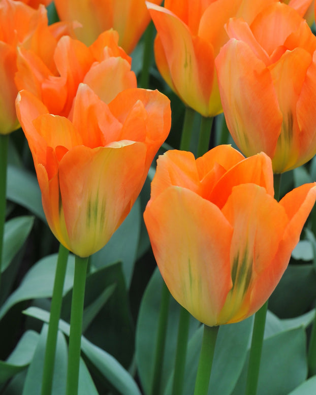 Tulip 'Orange Emperor'