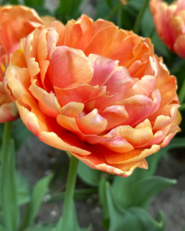 Tulip 'Orange Flavour'