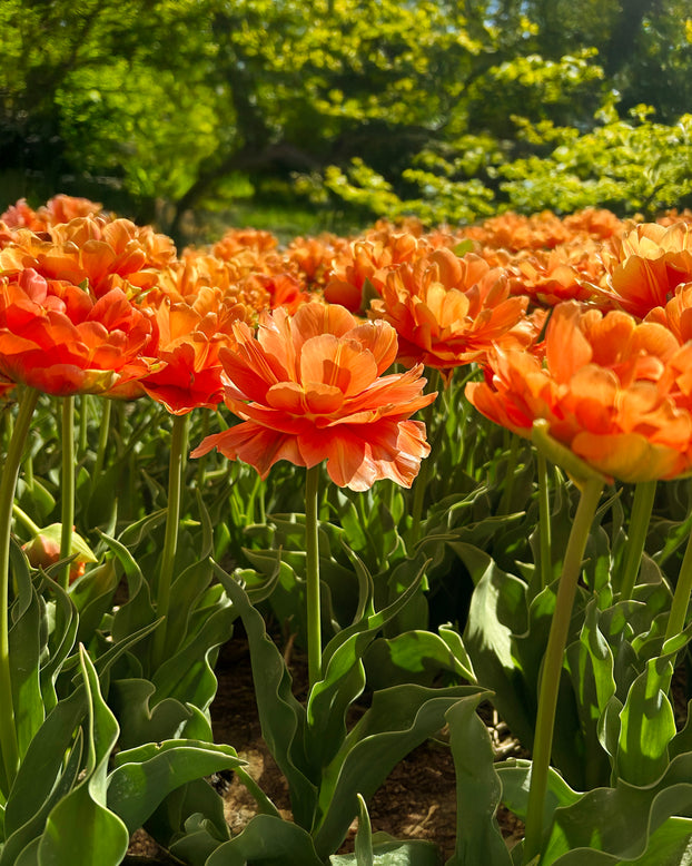 Tulip 'Orange Flavour'