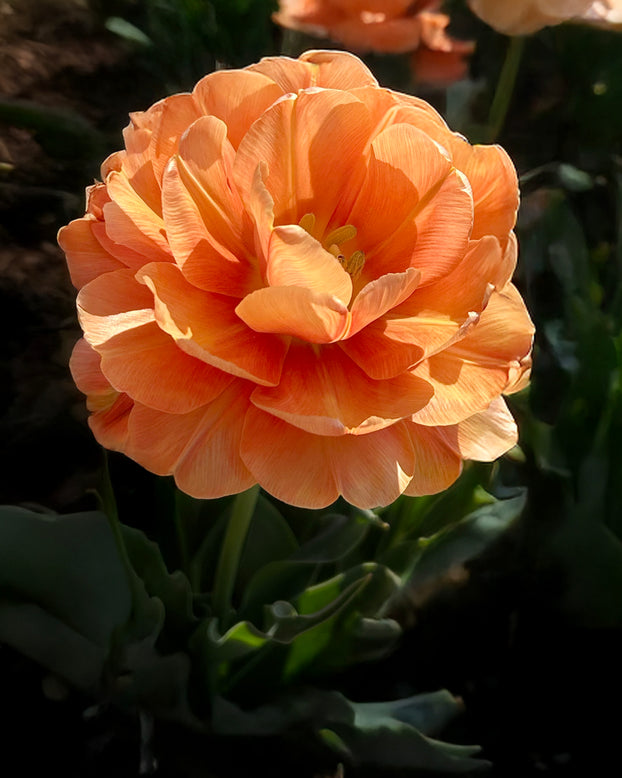 Tulip 'Orange Flavour'