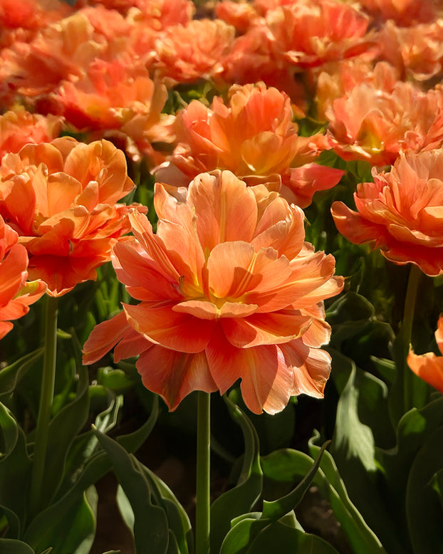 Tulip 'Orange Flavour'