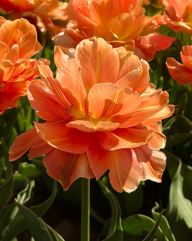 Tulip 'Orange Flavour'