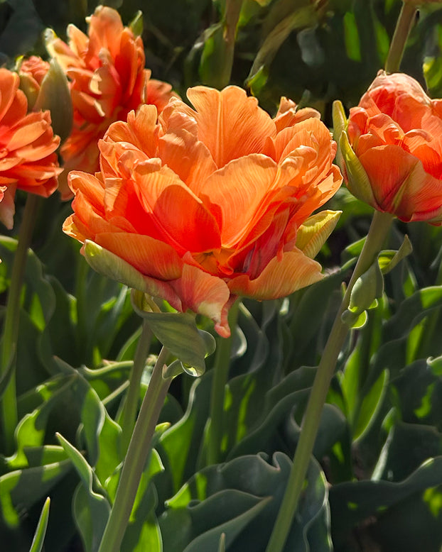 Tulip 'Orange Flavour'