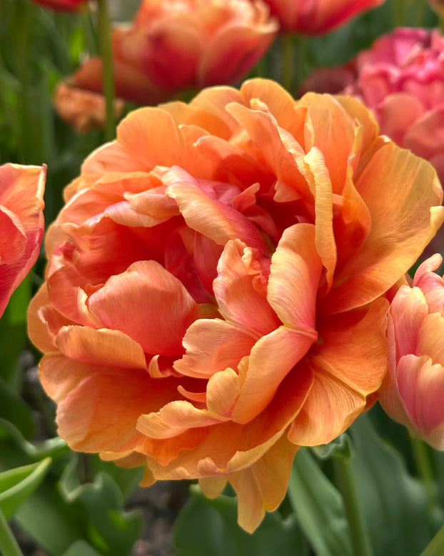 Tulip 'Orange Flavour'
