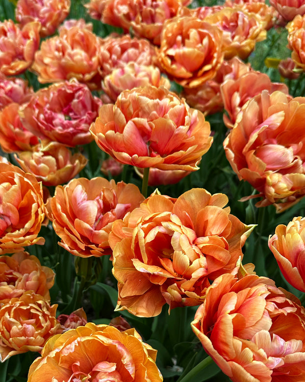 Tulip 'Orange Flavour'