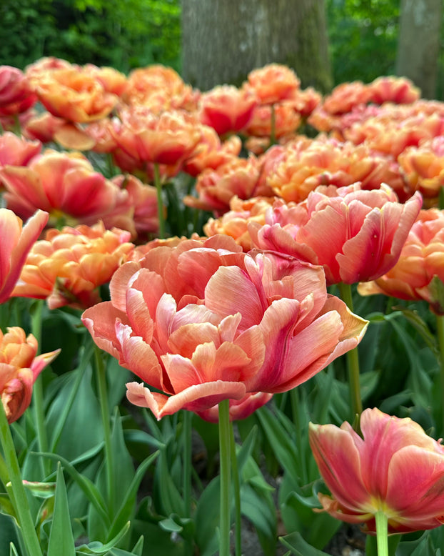Tulip 'Orange Flavour'