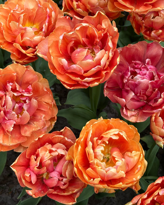 Tulip 'Orange Flavour'