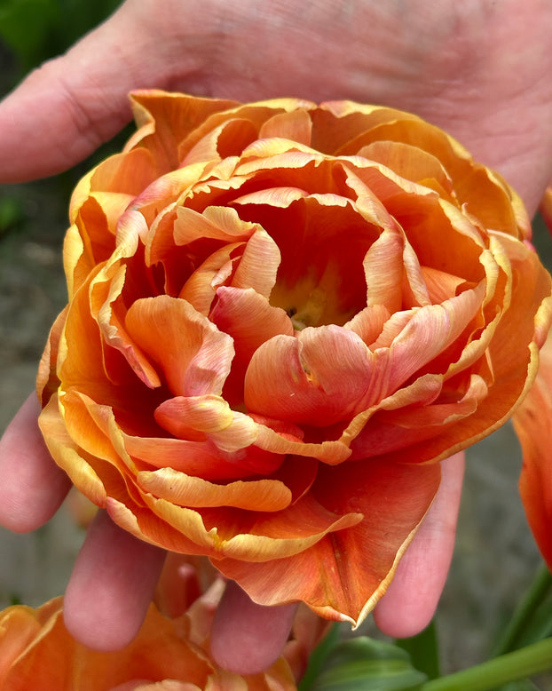 Tulip 'Orange Flavour'