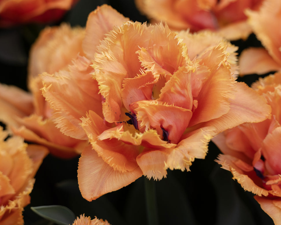 Tulip 'Orange Passion'