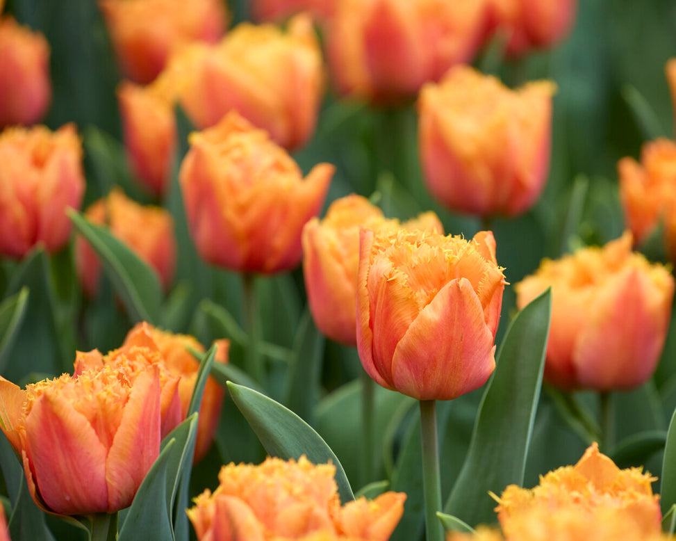 Tulip 'Orange Passion'