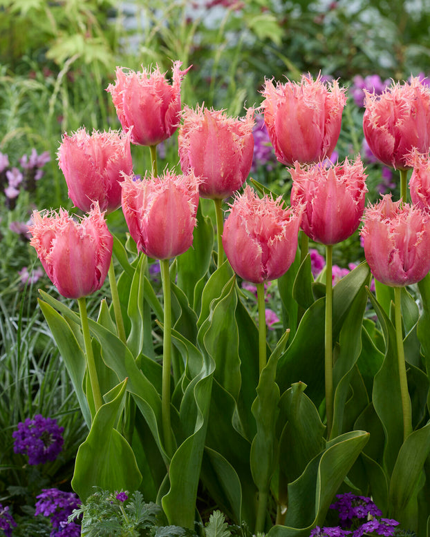 Tulip 'Apeldoorn Palace'