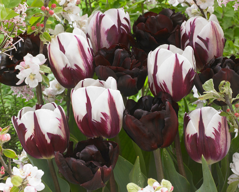 Tulip 'Palmyra'
