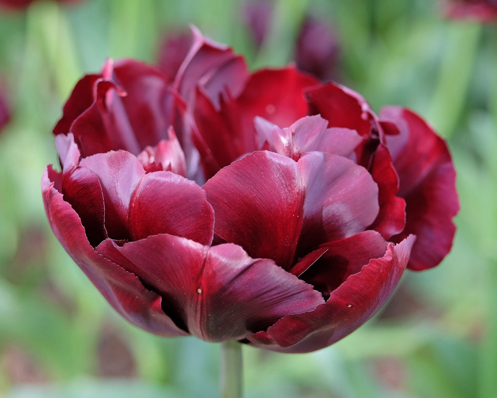 Tulip 'Palmyra'