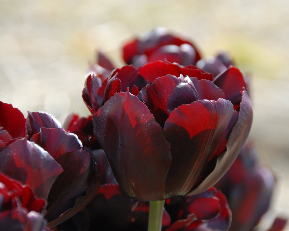 Tulip 'Palmyra'