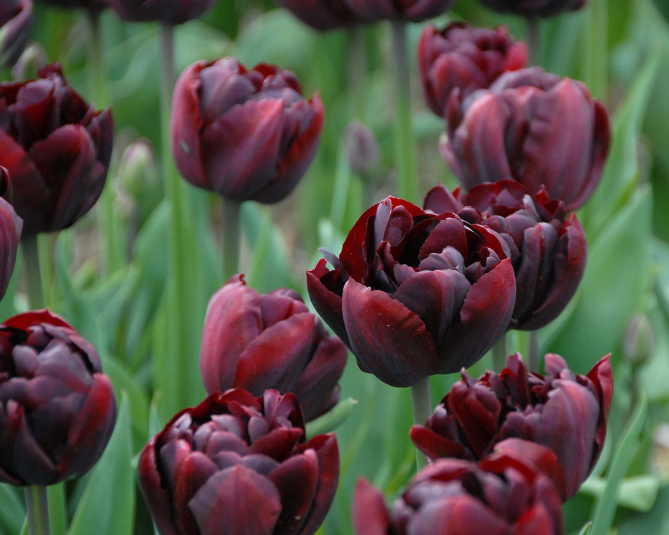 Tulip 'Palmyra'