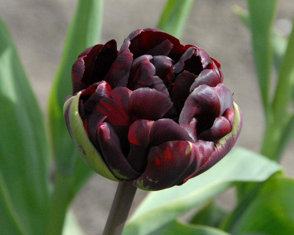 Tulip 'Palmyra'