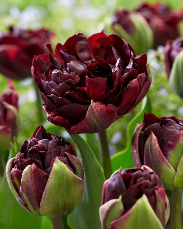 Tulip 'Palmyra'
